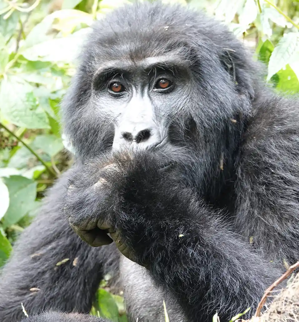 media.category.imagealternatetextformat